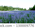 藍色salvia領域 130009776