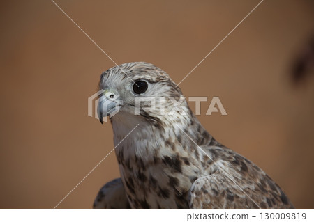 Majestic Dubai Eagle macro shot Majestic Dubai Eagle macro shot 130009819