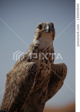 Majestic Dubai Eagle macro shot 130009840