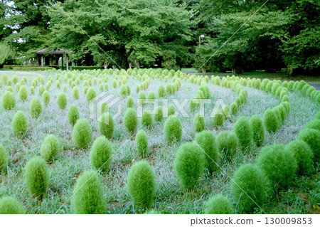 綠意盎然的藜蘆公園 130009853