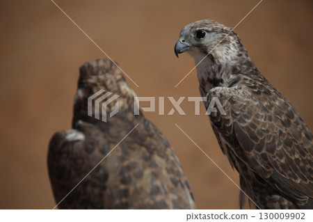 Majestic Dubai Eagles macro shot 130009902