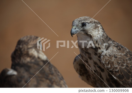 Majestic Dubai Eagles macro shot Majestic Dubai Eagles macro shot 130009906