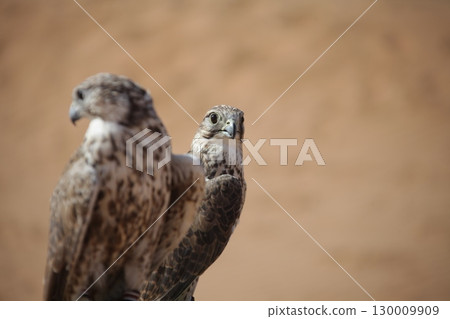 Majestic Dubai Eagles macro shot 130009909