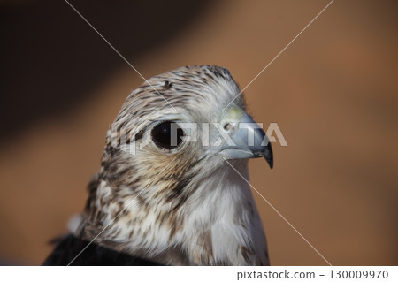Majestic Dubai Eagle macro shot 130009970