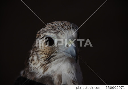 Majestic Dubai Eagle macro shot 130009971