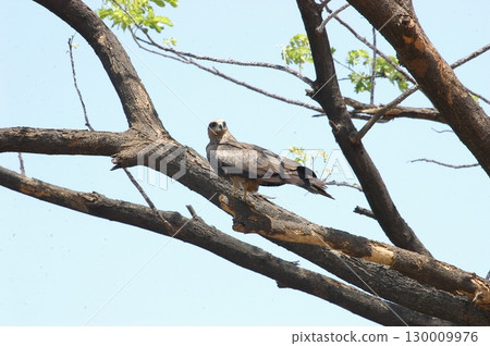 Majestic Dubai Eagle macro shot 130009976