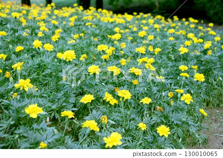 Yellow marigold 130010065
