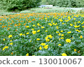 黃色和橙色萬壽菊 130010067