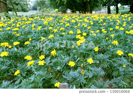 Yellow marigold 130010068