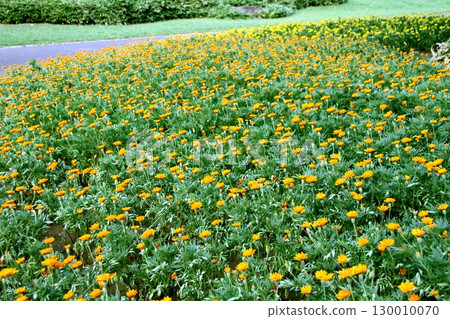 Orange marigold 130010070