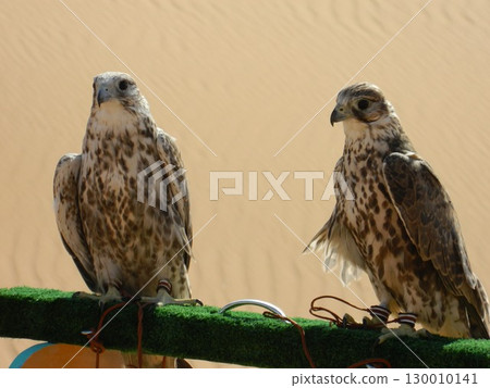 Majestic Dubai Eagles macro shot 130010141