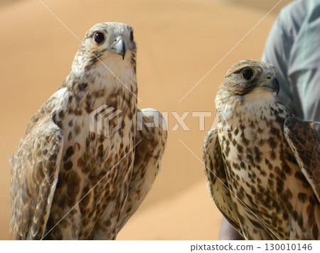 Majestic Dubai Eagles macro shot 130010146