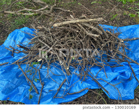 Collected tree branches and blue tarp Collected tree branches and blue tarp 130010169