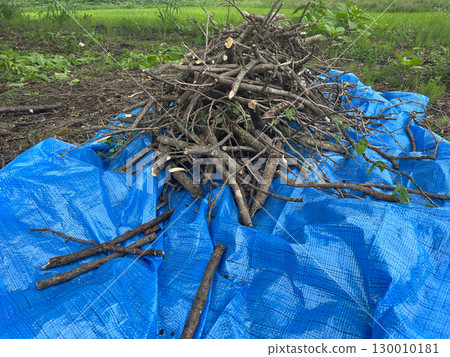 Collected tree branches and blue tarp 130010181