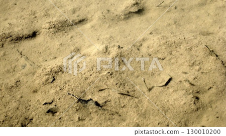 青鱂魚在池塘淺水處游泳 青鱂魚在池塘淺水處游泳 130010200