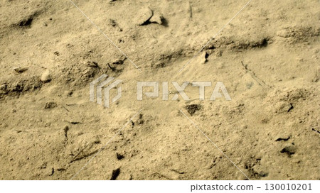 Medaka swimming in the shallows of a pond 130010201