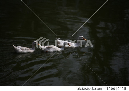 Bird Ducks in the Water 130010426