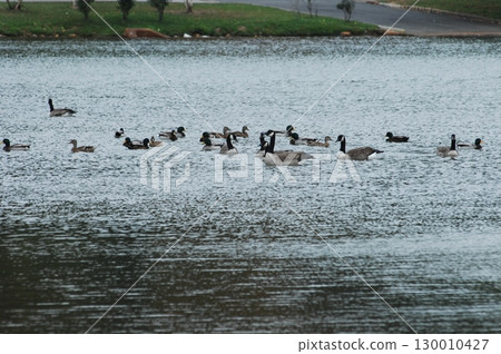 Bird Ducks in the Water 130010427