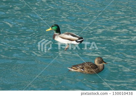 Bird Ducks in the Water 130010438