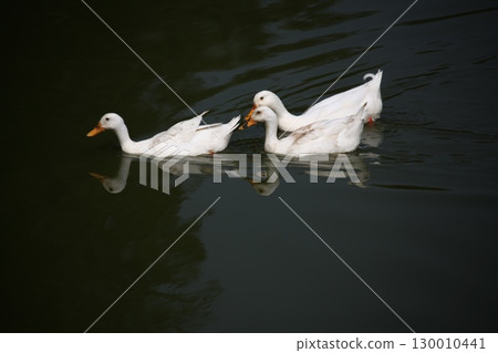 Bird Ducks in the Water Bird Ducks in the Water 130010441