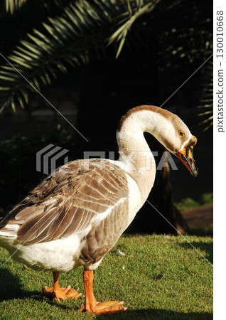 Duck in the Garden Duck in the Garden 130010668