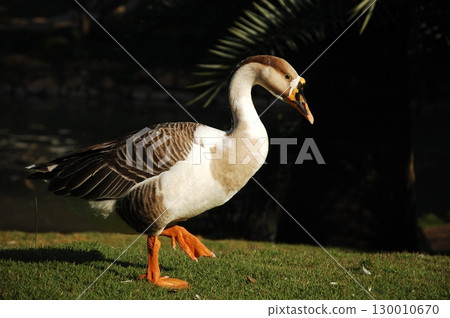 Duck in the Garden Duck in the Garden 130010670