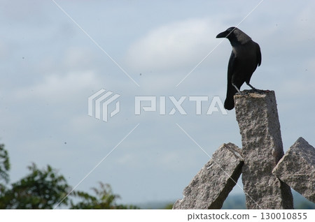 Indian Black Crow closeup Indian Black Crow closeup 130010855
