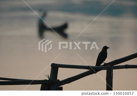 Indian Black Crow closeup Indian Black Crow closeup 130010857