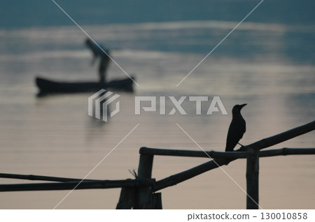 Indian Black Crow closeup 130010858