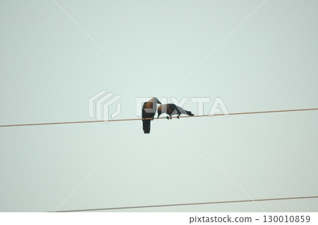 Indian Black Crow closeup 130010859