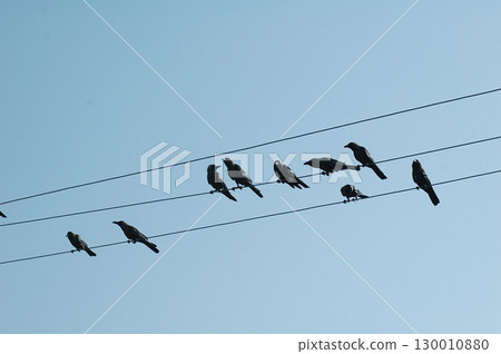 Indian Black Crow closeup Indian Black Crow closeup 130010880