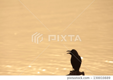 Indian Black Crow closeup Indian Black Crow closeup 130010889