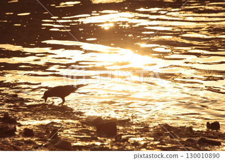 Indian Black Crow closeup 130010890