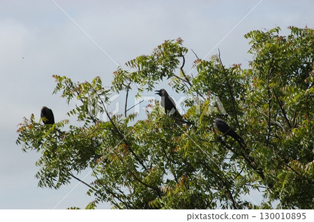 Indian Black Crow closeup Indian Black Crow closeup 130010895