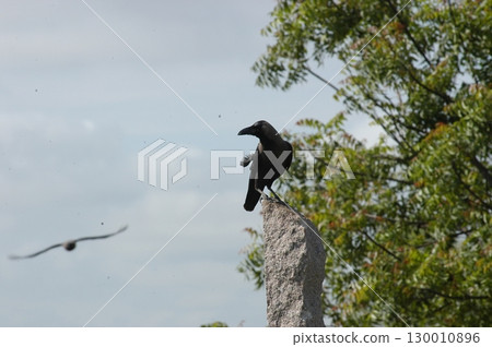 Indian Black Crow closeup Indian Black Crow closeup 130010896