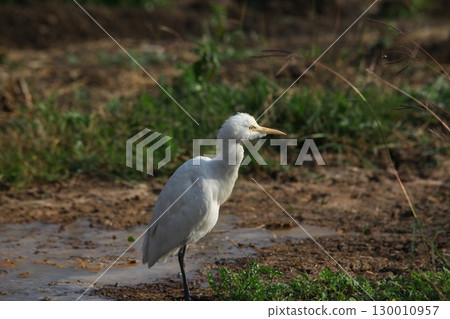 Bird Crane waiting for Food India 130010957