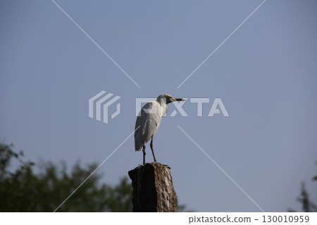 Bird Crane waiting for Food India Bird Crane waiting for Food India 130010959