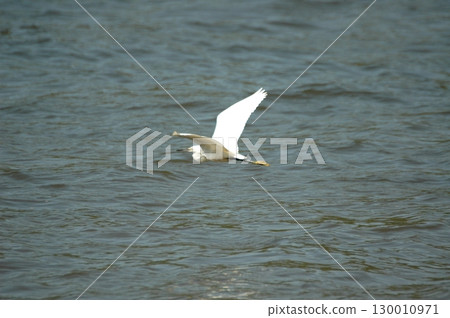 Bird Crane waiting for Food India 130010971