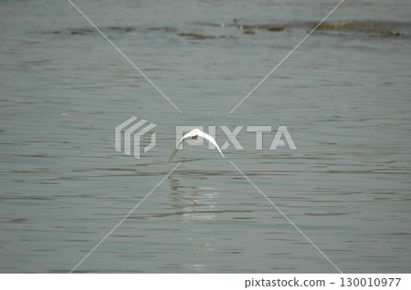 Bird Crane waiting for Food India 130010977
