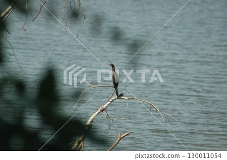 Bird Crane waiting for Food 130011054