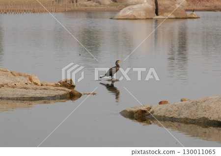 Bird Crane waiting for Food Bird Crane waiting for Food 130011065