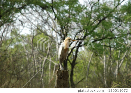 Bird Crane waiting for Food Bird Crane waiting for Food 130011072