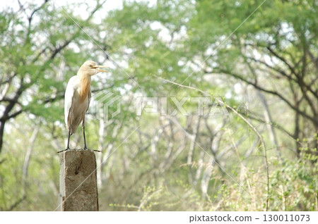 Bird Crane waiting for Food Bird Crane waiting for Food 130011073