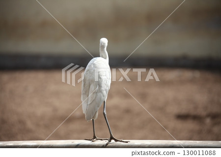 Bird Crane waiting for Food Bird Crane waiting for Food 130011088