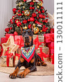 Black doberman dog in a red bandana lies in front of a decorated Christmas tree with presents 130011111