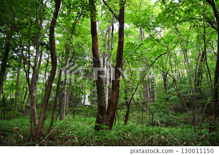 Otome Falls Forest Otome Falls Forest 130011150