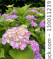 Pink hydrangea 130011239
