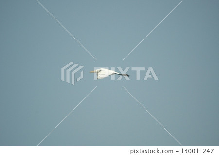 Bird Crane in Sky at Beach 130011247