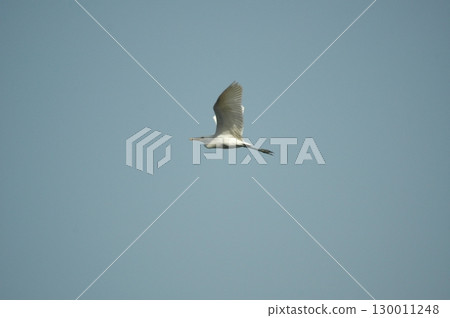 Bird Crane in Sky at Beach Bird Crane in Sky at Beach 130011248