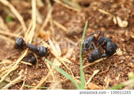 Macro Shot of a Black ants India Macro Shot of a Black ants India 130011283